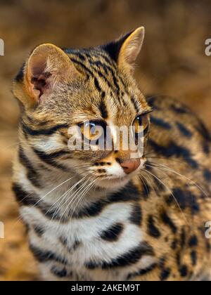 Asian leopard cat (Prionailurus bengalensis) captive, occurs in South East Asia. Stock Photo