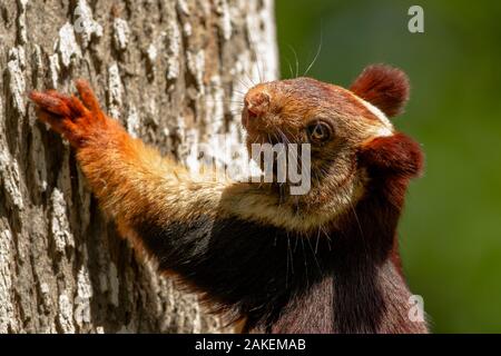 Indian giant squirrel (Ratufa indica)  Kaziranga National Park, Assam, India Stock Photo