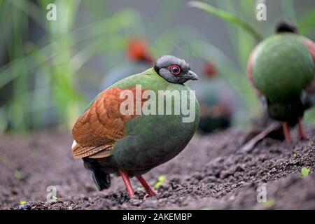 Crested partridge (Rollulus rouloul) female. Captive in  UK. Stock Photo