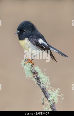 South Island / Yellow-breasted Tomtit (Petroica macrocephala macrocephala) male perched on lichen covered branch. Arthur's Pass National Park, South Island, New Zealand. May. Stock Photo