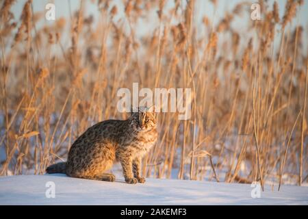 Amur leopard cat (Prionailurus bengalensis euptilurus) Vladivostok, Primorsky Krai, Far East Russia. February. Stock Photo
