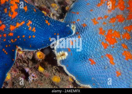 Blue bat star (Patiria pectinifera). Bohai Sea, Yellow Sea. Penglai / Dengzhou / Tengchow, Yantai, Shandong Province, China. Stock Photo