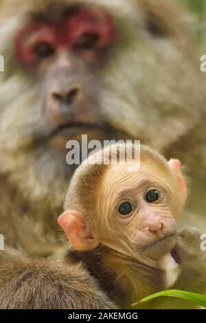 Tibetan macaque (Macaca thibetana) female with baby, Tangjiahe National Nature Reserve,Qingchuan County, Sichuan province, China Stock Photo
