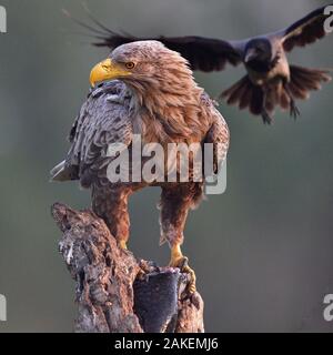 White tailed sea eagle (Haliaeetus albicilla) perched on tree stump with fish. Hooded crow (Corvus cornix) flying in to attack in background. Danube Delta, Romania. May. Stock Photo
