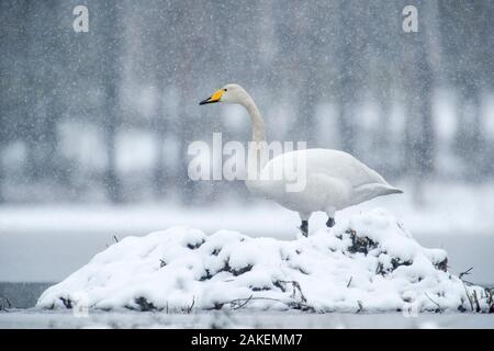 Whooper swan (Cygnus cygnus) resting on nest in snowl, Sweden. May. Stock Photo