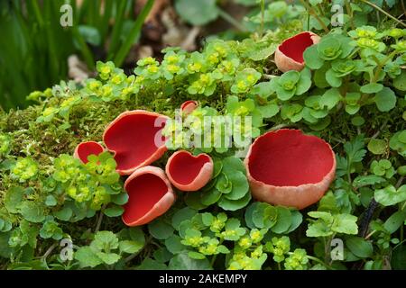 Scarlet elf cup fungus (Sarcoscypha coccinea) amongst Opposite-leaved golden-saxifrage (Chrysosplenium oppositifolium). Clare Glen, Tandragee, County Armagh. March. Stock Photo