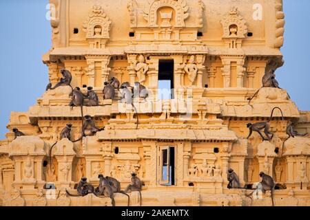 Southern plains grey langurs (Semnopithecus dussumieri). sitting on the Virupaksha Temple . Hampi, Karnataka, India. Stock Photo