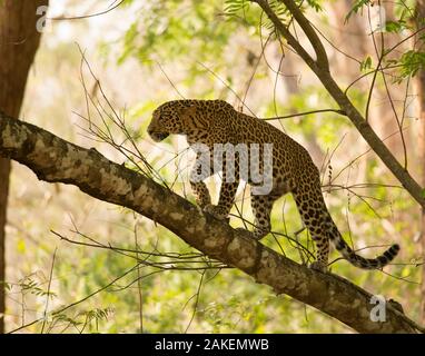 Leopard (Panthera pardus) climbing in tree. Kabini, Nagarhole National Park, Karnataka, India. Stock Photo