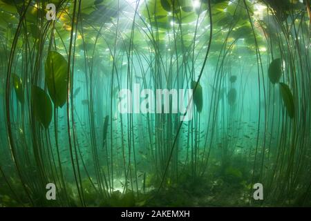 School of Perch (Perca fluviatilis) amongst Water lilies (Nuphar lutea) lit by the sun's rays, Lake  Bourget, Alps, Savoie, France, June. Stock Photo