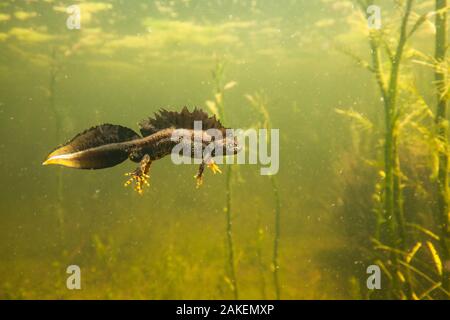 Northern crested newt (Triturus cristatus) male underwater in a pond, during the mating season. Isere, Cremieu, France Stock Photo