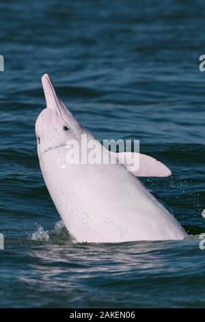 Indo-Pacific humpback dolphin ( Sousa chinensis) surfacing, Tai O, Lantau Island, Hong Kong, China. Stock Photo