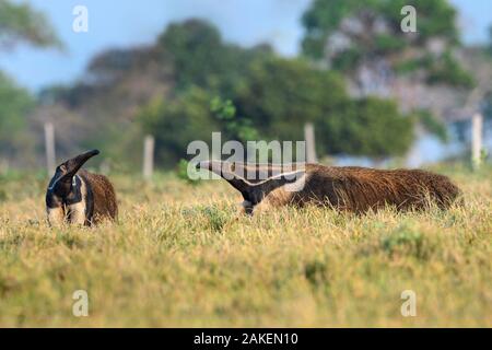 Giant Anteater (Myrmecophaga tridactyla), two sniffing air in savanna. Caiman Ecological Refuge, Southern Pantanal, Moto Grosso do Sul, Brazil. Stock Photo