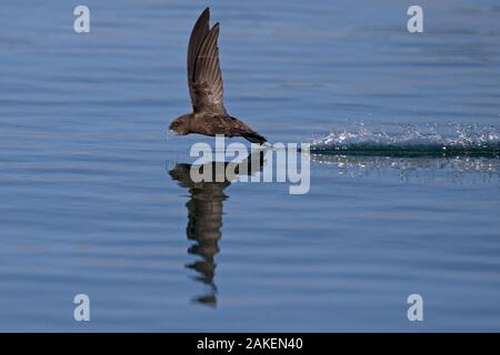 Common Swift (Apus apus) in flight reflected in water, Norfolk, England, UK. July. Stock Photo