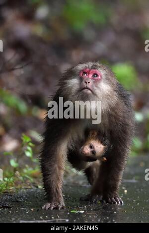 Tibetan macaque (Macaca thibetana) carrying her baby, Tangjiahe National Nature Reserve, Qingchuan County, Sichuan province, China Stock Photo