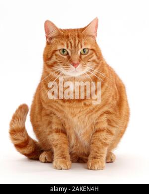 Overweight Cat is Lying on a Weight Scale. Fat Ginger Cat Lying on Floor  Stock Photo - Image of body, obese: 228326384