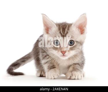 Silver tabby kitten. Stock Photo