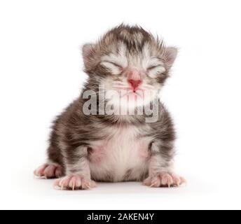 Tiny silver tabby kitten, Freya, 2 days. Stock Photo