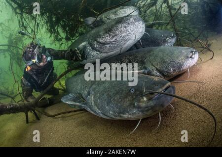 Wels catfish (Silurus glanis), five on riverbed, diver observing. River Loire, France. October. Stock Photo