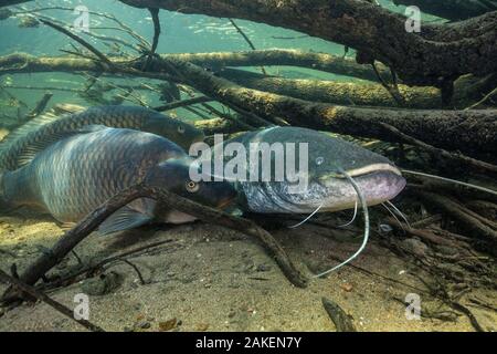 Wels catfish (Silurus glanis) and Common carp (Cyprinus carpio), three on riverbed amongst branches, River Loire, France. October. Stock Photo