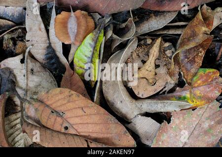 Amazonian Horned Frog (Ceratophrys cornuta) camouflaged amongst leaf litter on lowland rainforest floor, waiting to ambush passing prey. Manu Biosphere Reserve, Amazonia, Peru. November. Stock Photo