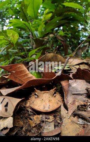 Amazonian Horned Frog (Ceratophrys cornuta) camouflaged amongst leaf litter on lowland rainforest floor, waiting to ambush passing prey. Manu Biosphere Reserve, Amazonia, Peru. November. Stock Photo