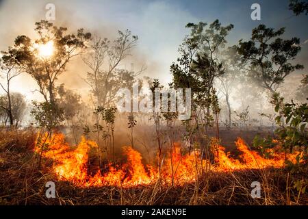 Bush fire triggered by lightning storm, Western Australia. December 2013. Stock Photo