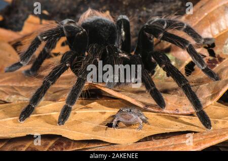 Peruvian Tarantula (Pamphobeteus sp.) adult, walking over Humming Frog (Chiasmocleis royi) without preying on it. Los Amigos Biological Station, Madre de Dios, Amazonia, Peru.  These species have a commensal relationship. The tarantula protects the frog whilst the frog foraging keeps ants away from the tarantulas eggs. Stock Photo