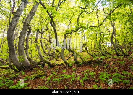 Beech (Fagus sylvatica) trees which have been shaped  by snow and wind in old-growth forest. Abruzzo, Lazio and Molise National Park / Parco Nazionale d'Abruzzo, Lazio e Molise UNESCO World Heritage Site Italy. May 2017 Stock Photo
