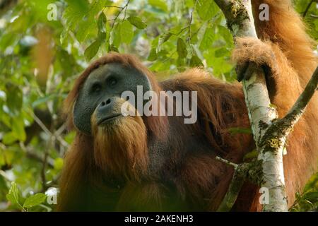 Tapanuli orangutan (Pongo tapanuliensis) Togus, adult flanged male, Batang Toru Forest. Sumatran Orangutan Conservation Project, North Sumatran Province, Indonesia. Stock Photo