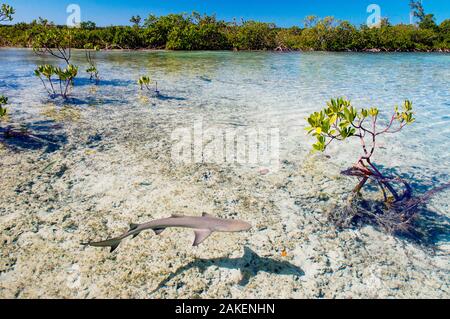 Lemon shark pups (Negaprion brevirostris) spend the first 5-8 years of their life in mangrove forests. The tangle of roots provides protection from predators and is full of potential prey like juvenile fish and crabs. Stock Photo