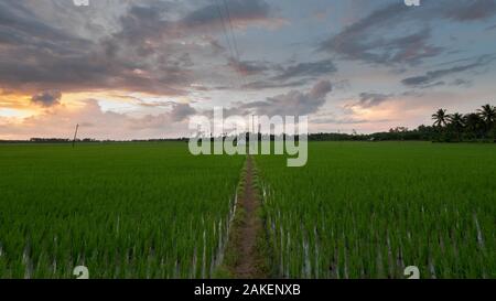 Water pump house in rice paddy field on overcast day in South India Stock Photo