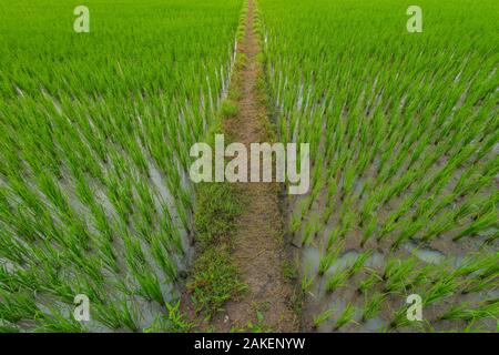 Looking down on muddy track leading through rice paddy in South India Stock Photo