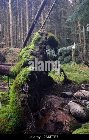 Storm Damaged Trees in the Woods near Forrest Lodge on Route to the Scottish Mountain Corbett 'Corserine', Scottish Borders, Dumfries and Galloway, UK Stock Photo