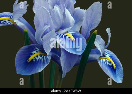 Harmony Dwarf Iris (Iris reticulata ‘Harmony’). Hybrid between Iris reticulata and Iris histrioides. Stock Photo