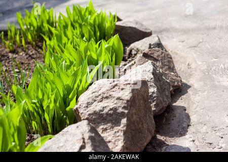 Young Hosta lancifolia plants along pathway in garden in spring sunny day Stock Photo