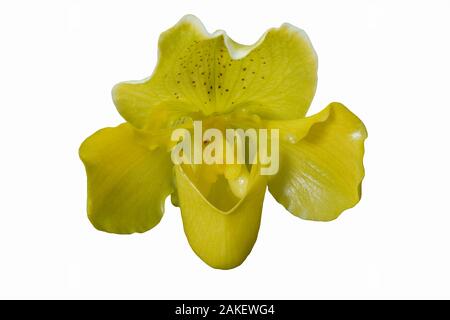 Venus Slipper (Paphiopedilum). Image of flowers isolated on white background. Stock Photo