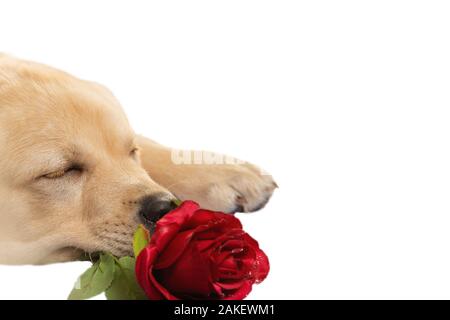 Dog with red rose, isolated on white. Stock Photo