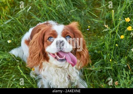Charming Cavalier King Charles spaniel lying on a green grass Stock Photo