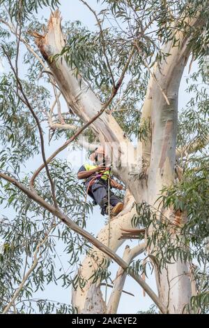 Sydney Aust Nov 26 2019: A sudden storm ripped through suburbs in northern Sydney snapping huge trees at their base. This is the clean up of just one Stock Photo