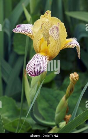 Variegated Sweet Iris (Iris variegata). Called Hungarian Iris also. Stock Photo