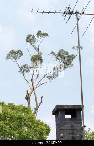 Sydney Aust Nov 26 2019: A sudden storm ripped through suburbs in northern Sydney snapping huge trees at their base. This is the clean up of just one Stock Photo