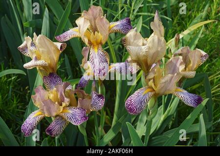 Variegated Sweet Iris (Iris variegata). Called Hungarian Iris also. Stock Photo