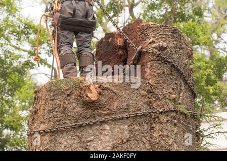 Lower half rear body shot of an arborist tree lopper with equipment around his waist wearing PPE, standing on a tree stump in Sydney Australia Stock Photo