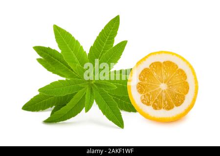 Louisa herb (beebrush)with lemon  isolated on white background Stock Photo