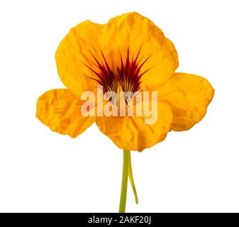 yellow nasturtium  flower isolated on white background. Stock Photo