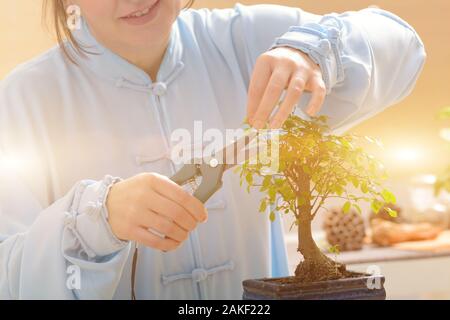 Growing little bonsai tree with special pruning scissors Stock Photo
