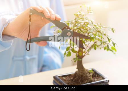 Growing little bonsai tree with special pruning scissors Stock Photo