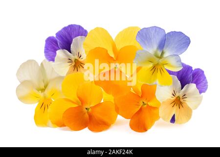 Pansy flowers pile isolated on white background Stock Photo
