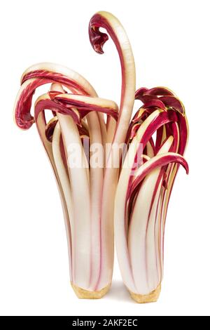 Radicchio, red Treviso chicory isolated on white Stock Photo