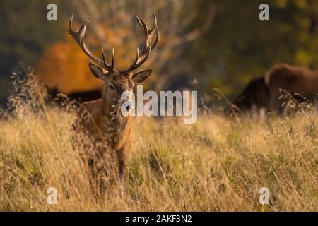 Red deer stag walking through long grass at sunrise, Tatton Park, Cheshire UK
